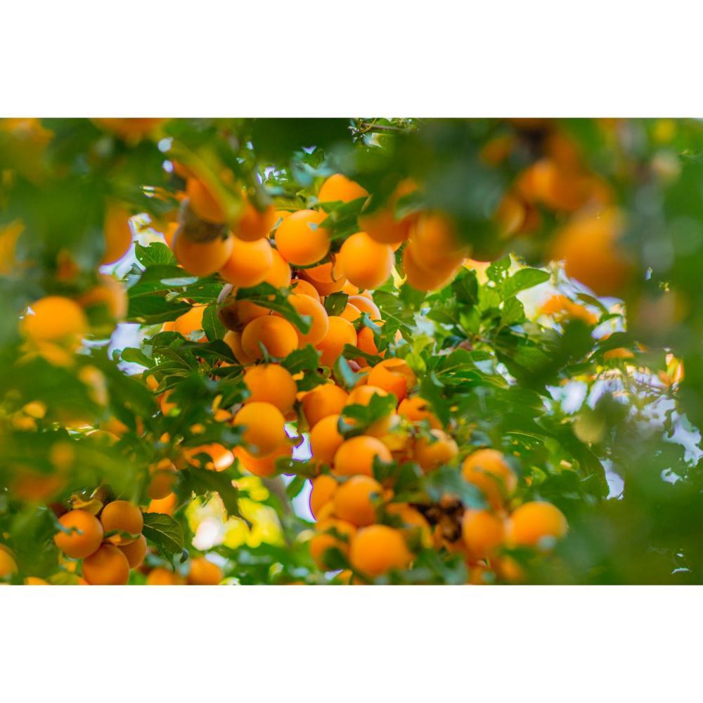 Ameixa Amarela Bio gr (aprox)