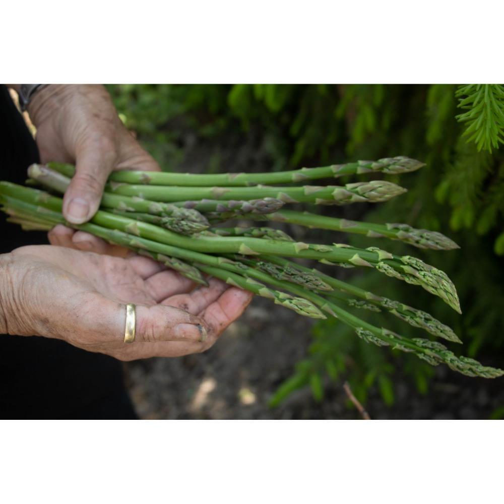 Espargos Verdes Bio 250g