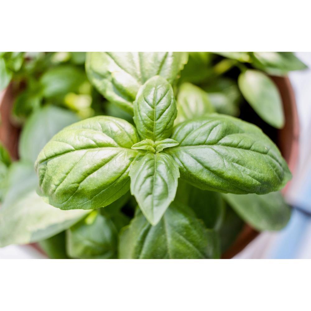 Organic Basil 30g