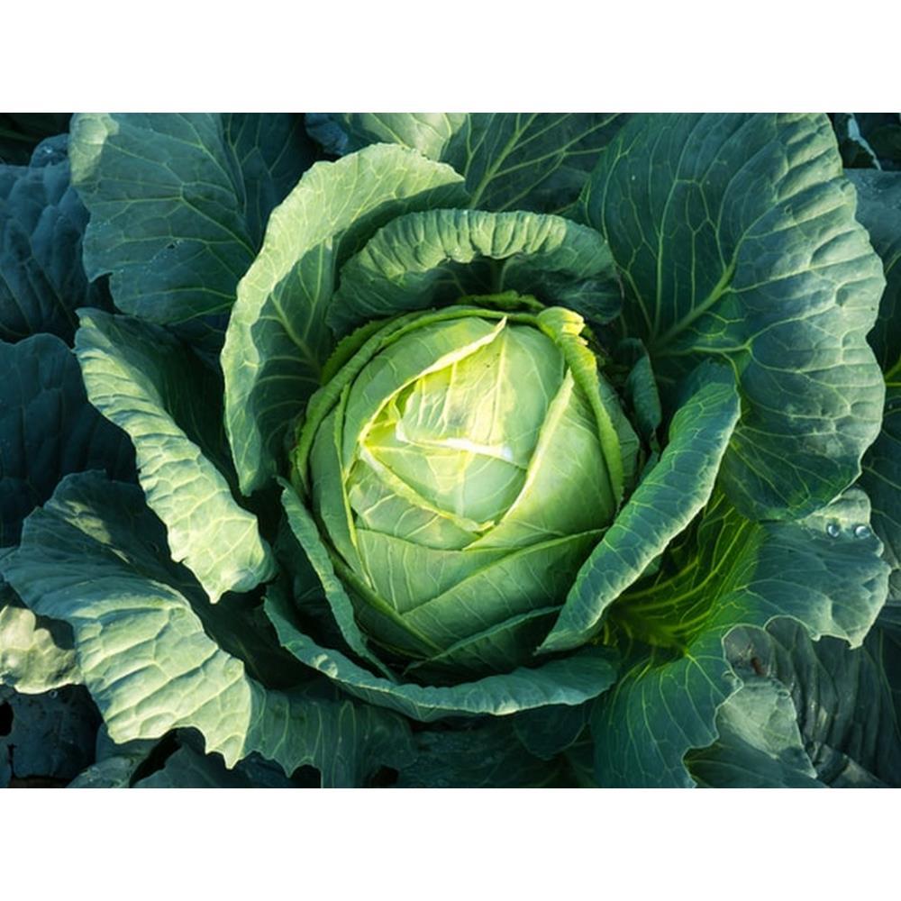 Organic Heart Cabbage 660 gr (approx)