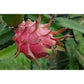 Pitaya Vermelha Bio 380 gr (aprox)